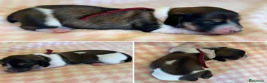 Longhaired Piebald