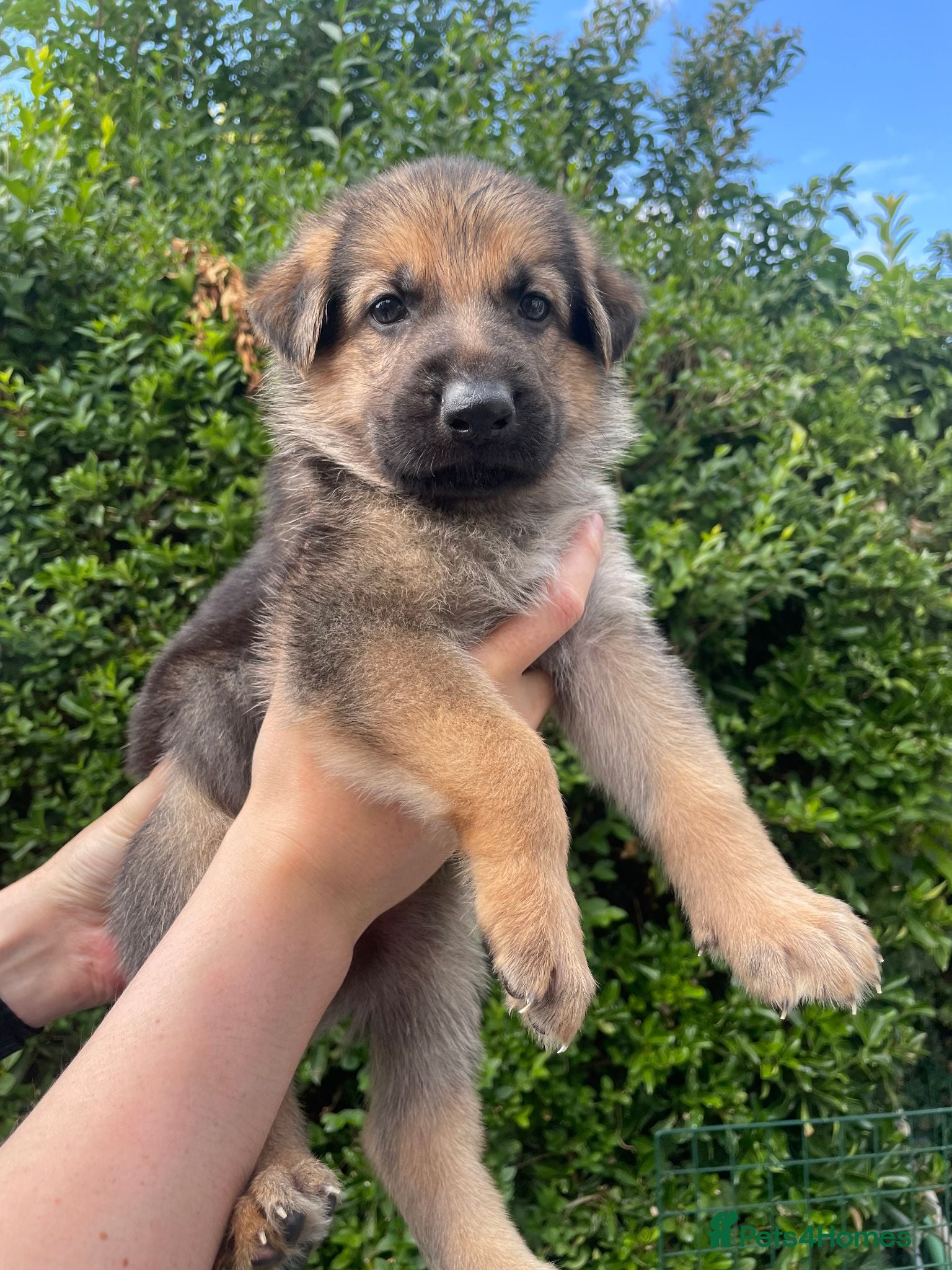 German Shepherd dogs German Shepherd Puppies  - Advert 1
