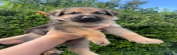 German Shepherd dogs for sale: German Shepherd Puppies  - Advert 1