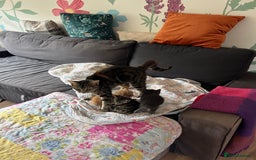 Mixed Breed cats for sale: Mixed breed kittens  - Image 4