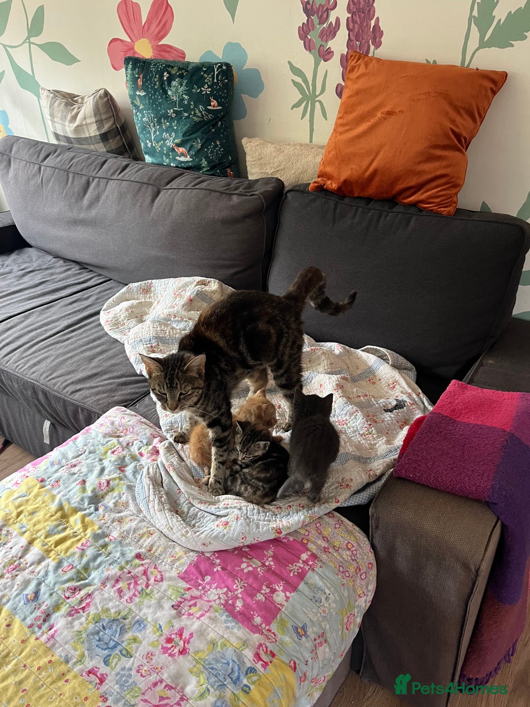 Mixed Breed cats for sale: Mixed breed kittens  - Image 4