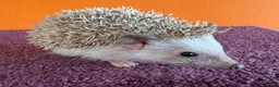 Pygmy Hedgehog rodents for sale: Pretty baby African Pygmy hedgehogs for sale - Advert 3