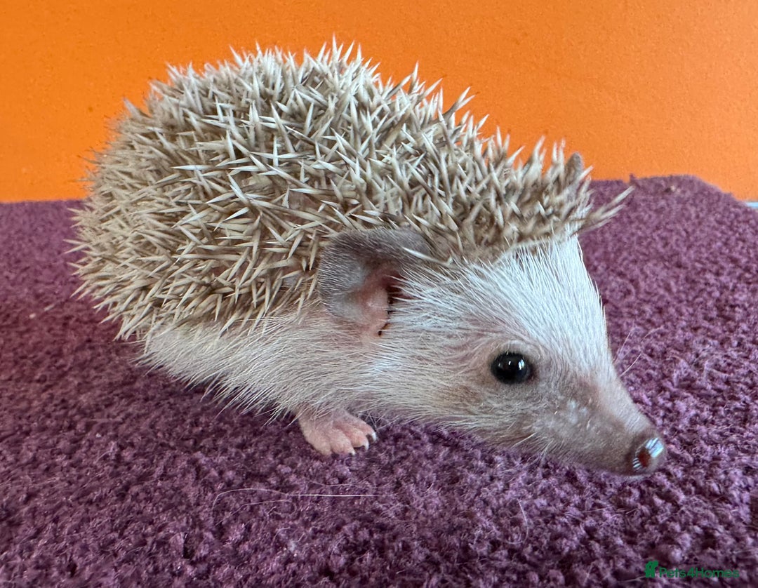 Pygmy Hedgehog rodents for sale: Pretty baby African Pygmy hedgehogs for sale - Advert 3