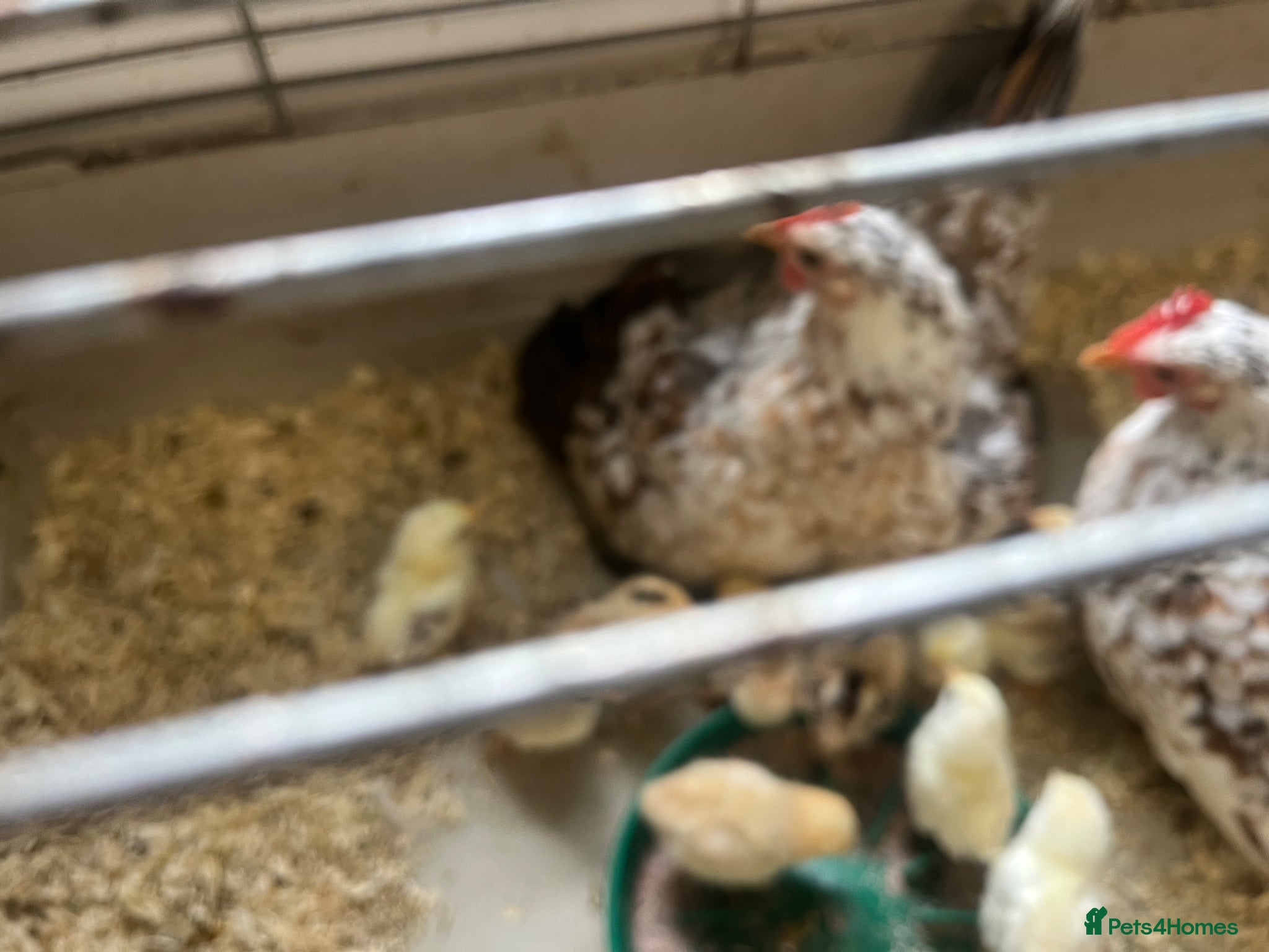 Mixed Breed birds Serama chicks for sale - Advert 1