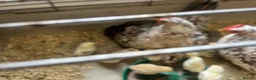 Mixed Breed birds for sale: Serama chicks for sale - Advert 1