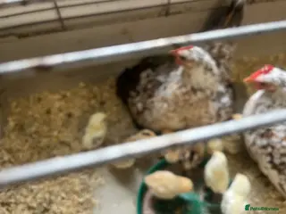 Mixed Breed birds for sale: Serama chicks for sale - Advert 1