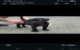 Cane Corso dogs for sale: Last 3 of the 10 cane cane corso puppys left  - Image 22