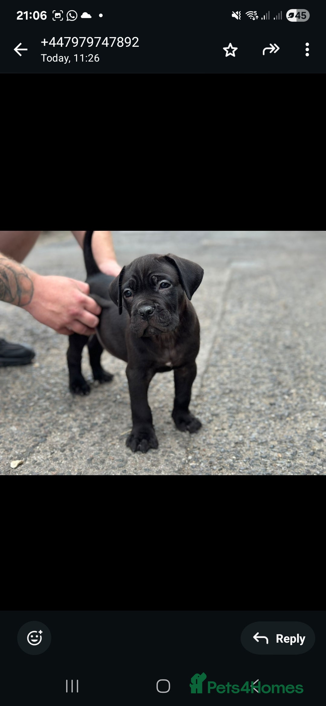 Cane Corso dogs for sale: Last 3 of the 10 cane cane corso puppys left  - Image 22