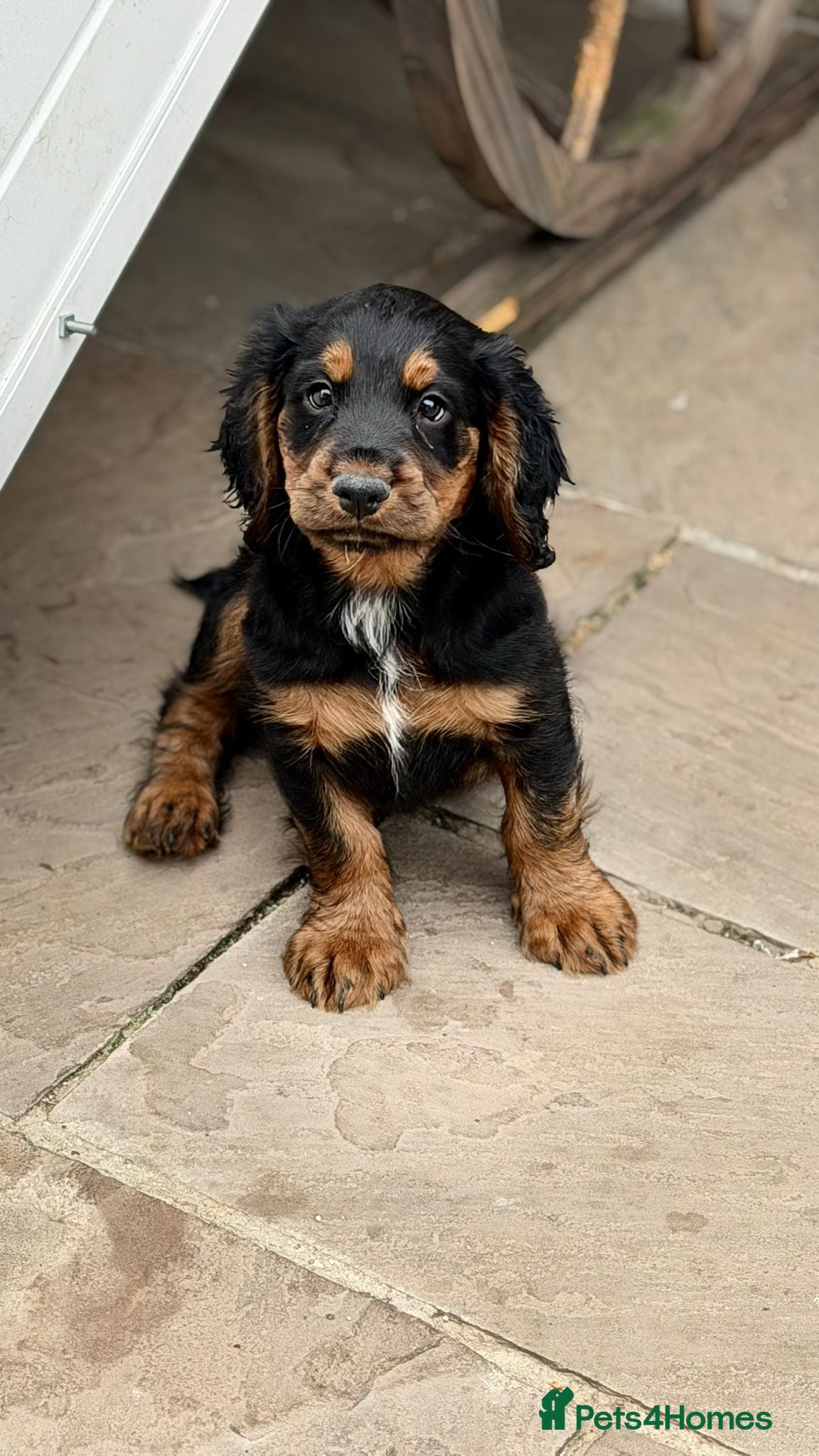 Cocker Spaniel dogs Working cocker spaniel boy - Advert 17