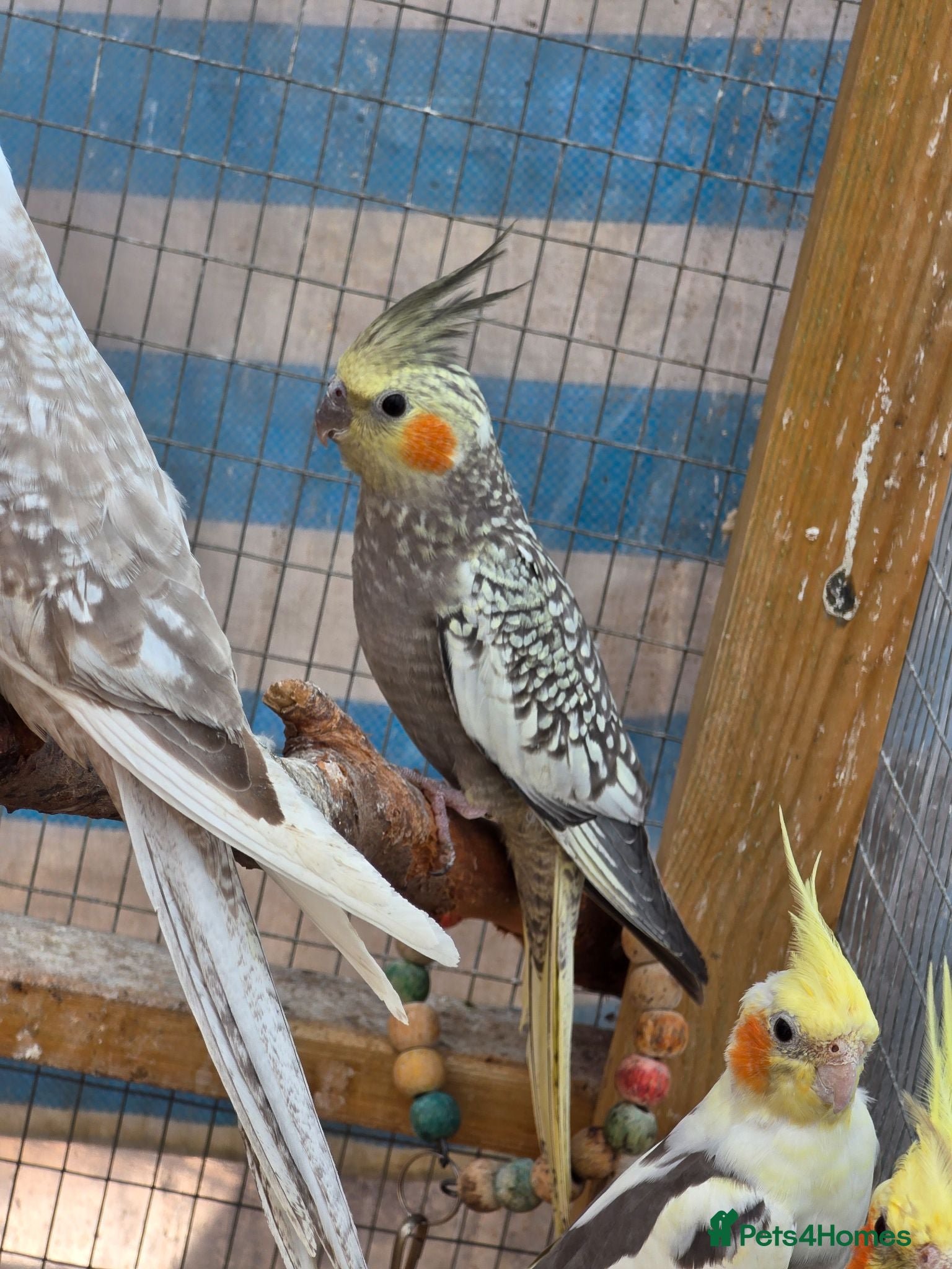 Cockatiels birds Beautiful cockatiels for sale - Advert 16