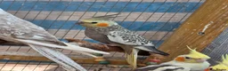 Cockatiels birds for sale: Beautiful cockatiels for sale - Advert 1