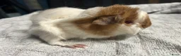 Guinea Pig rodents for sale: beautiful friendly guinea pigs to reserve  - Advert 5
