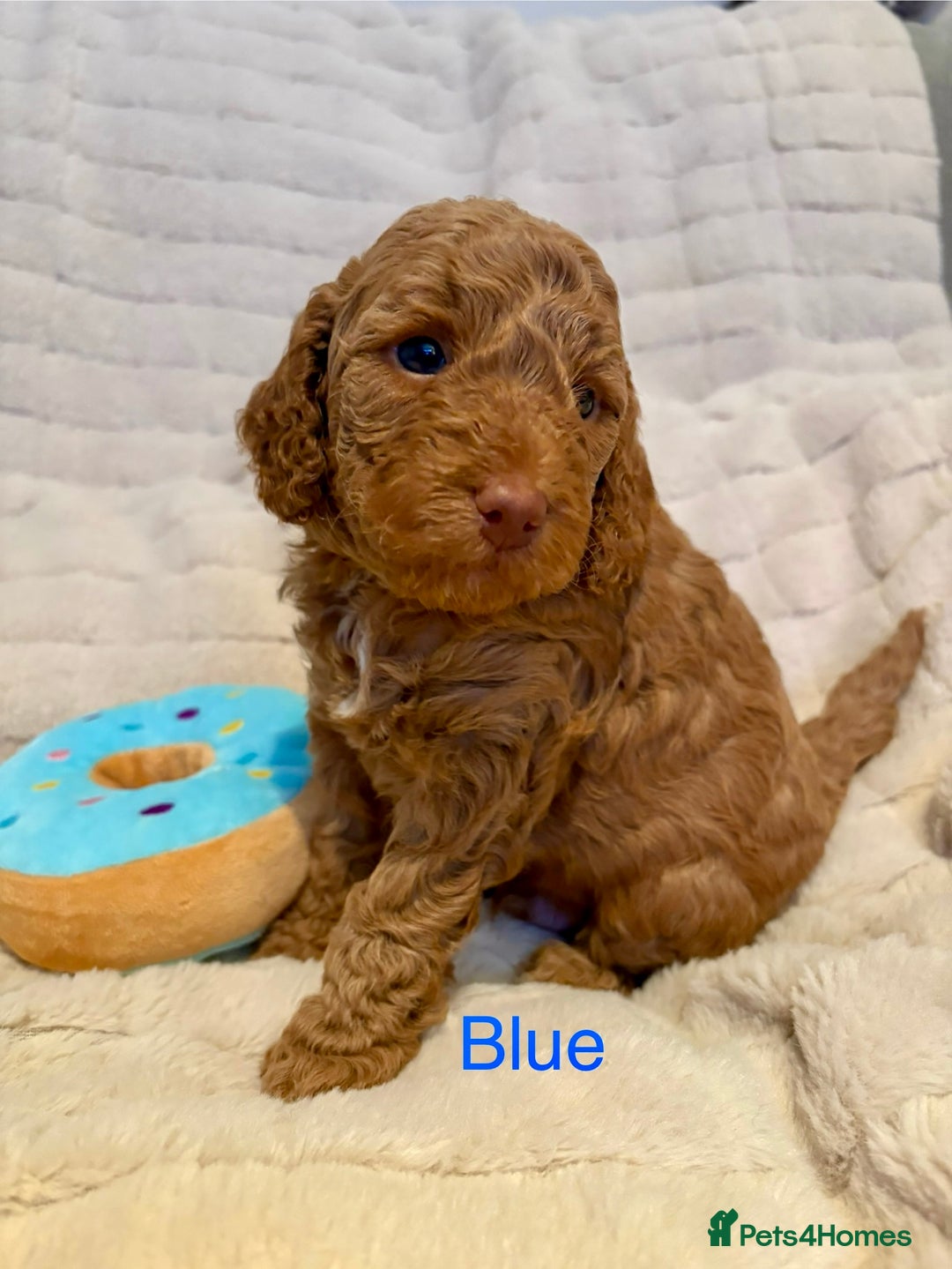 Cockapoo dogs for sale: Beautiful F2 Cockapoos - 5 boys left  - Advert 1