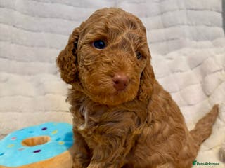 Cockapoo dogs Beautiful F2 Cockapoos - Advert 1