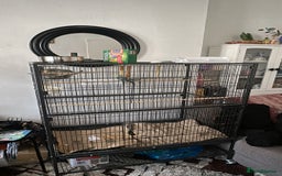 Budgerigars birds for sale: 2x Budgies Male + Female - Image 4