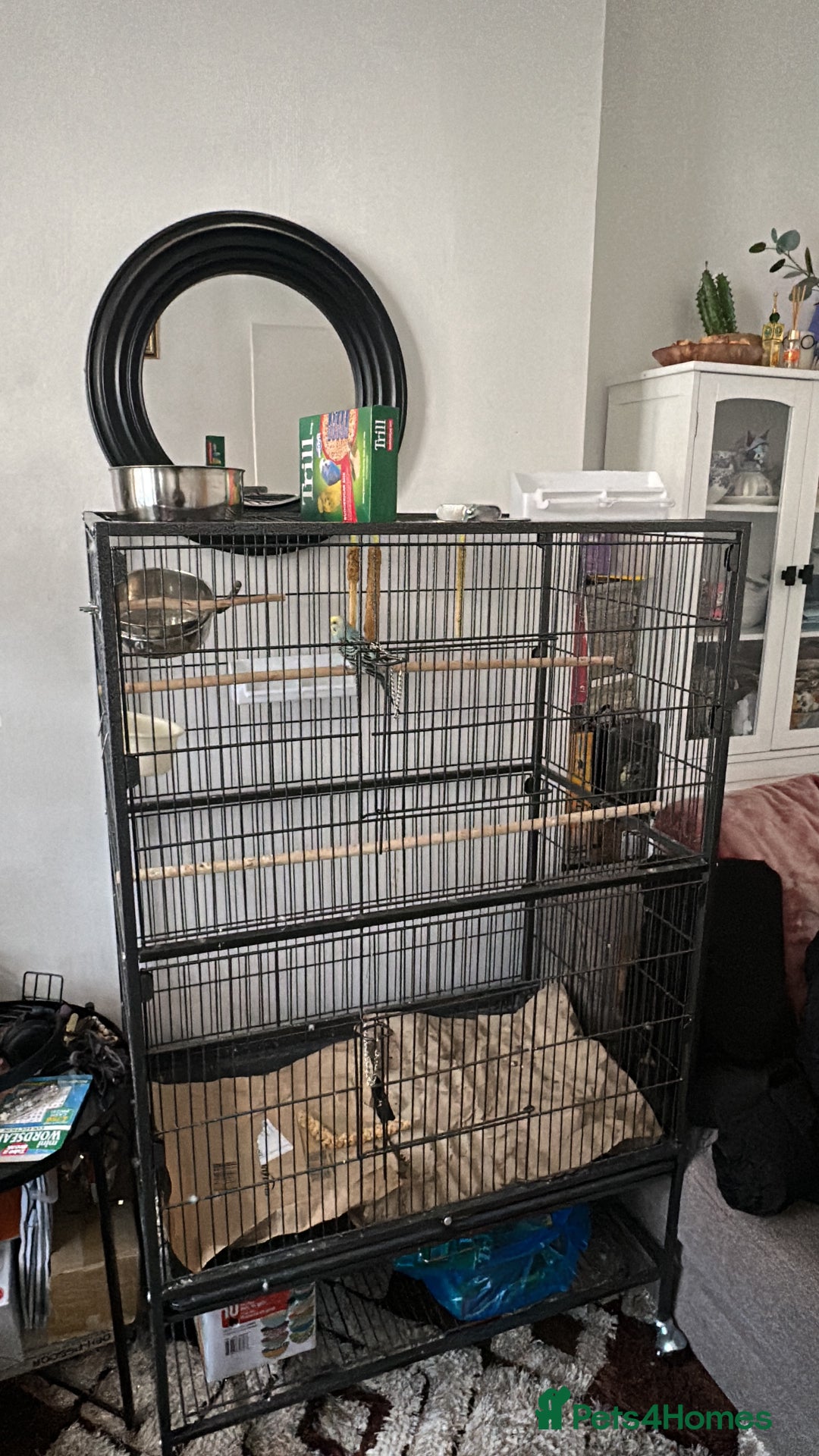 Budgerigars birds for sale: 2x Budgies Male + Female - Image 4