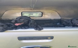 Cocker Spaniel dogs for sale: Stunning Black working Cocker Spaniel Puppies - Image 5