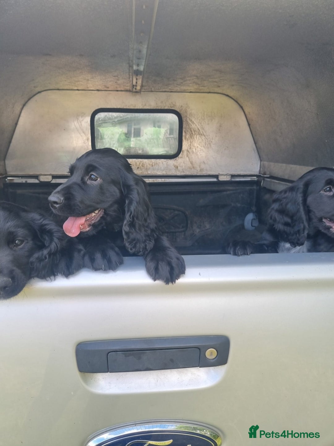 Cocker Spaniel dogs for sale: Stunning Black working Cocker Spaniel Puppies - Image 5