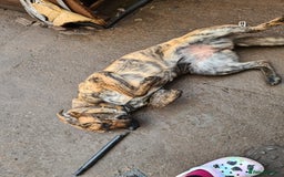 Mixed Breed dogs for sale: 9month old pup called Coco - Advert 8