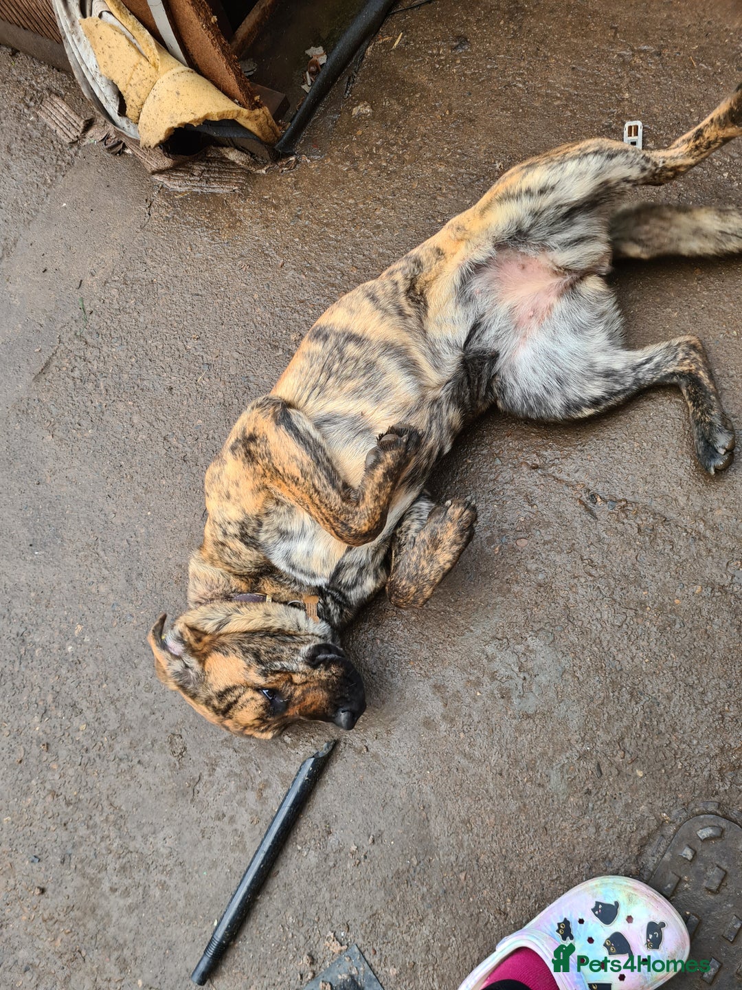 Mixed Breed dogs for sale: 9month old pup called Coco - Advert 8