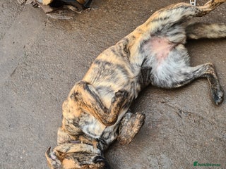 Mixed Breed dogs 10month old pup called Coco - Advert 3