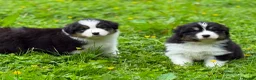 Australian Shepherd dogs for sale: Australian shepherd Black Tri Puppy Female - Advert 3