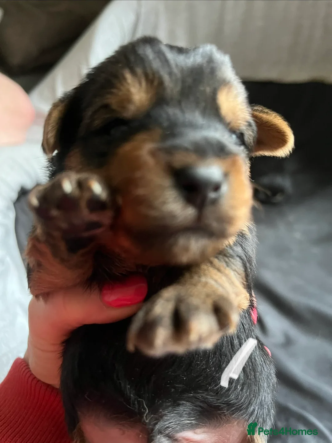Yorkshire Terrier dogs for sale: Beautiful Yorkshire Terrier puppies - Advert 13