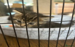 Maine Coon cats for sale: Maine coon cross kittens  - Image 7