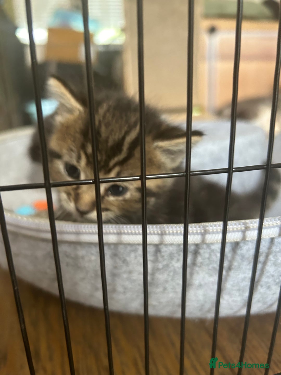 Maine Coon cats for sale: Maine coon cross kittens  - Image 7