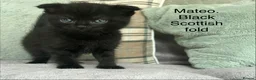 Scottish Fold cats for sale: Black Scottish fold  - Advert 5