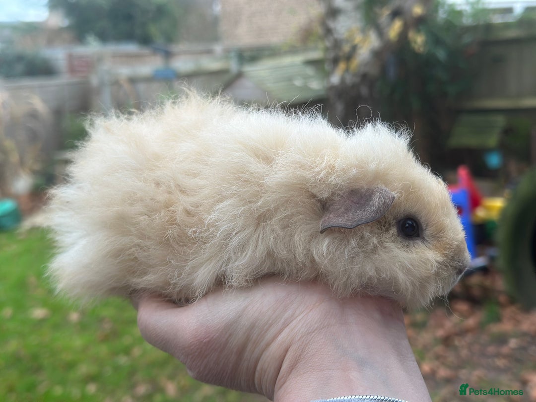 Guinea Pig rodents for sale: Male guinea pigs - Advert 4