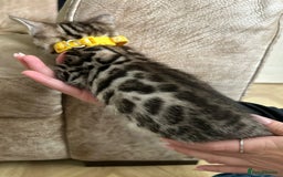 Bengal cats for sale: ❤️ Gorgeous Pure Bengal Kittens Available ❤️ - Image 11