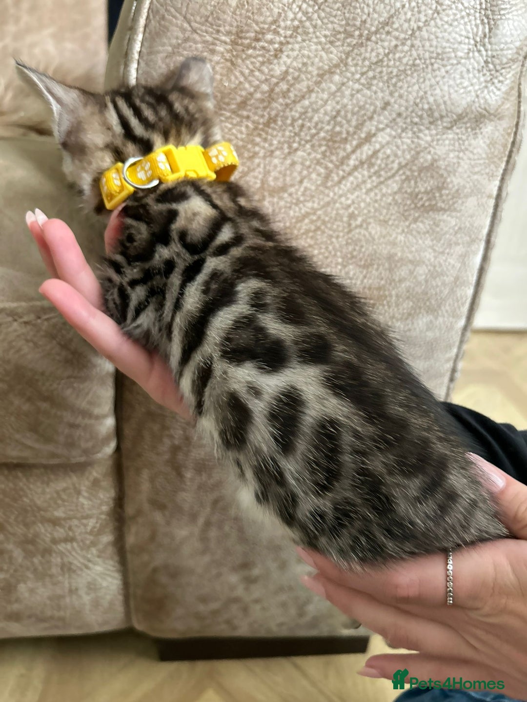 Bengal cats for sale: ❤️ Gorgeous Pure Bengal Kittens Available ❤️ - Image 11