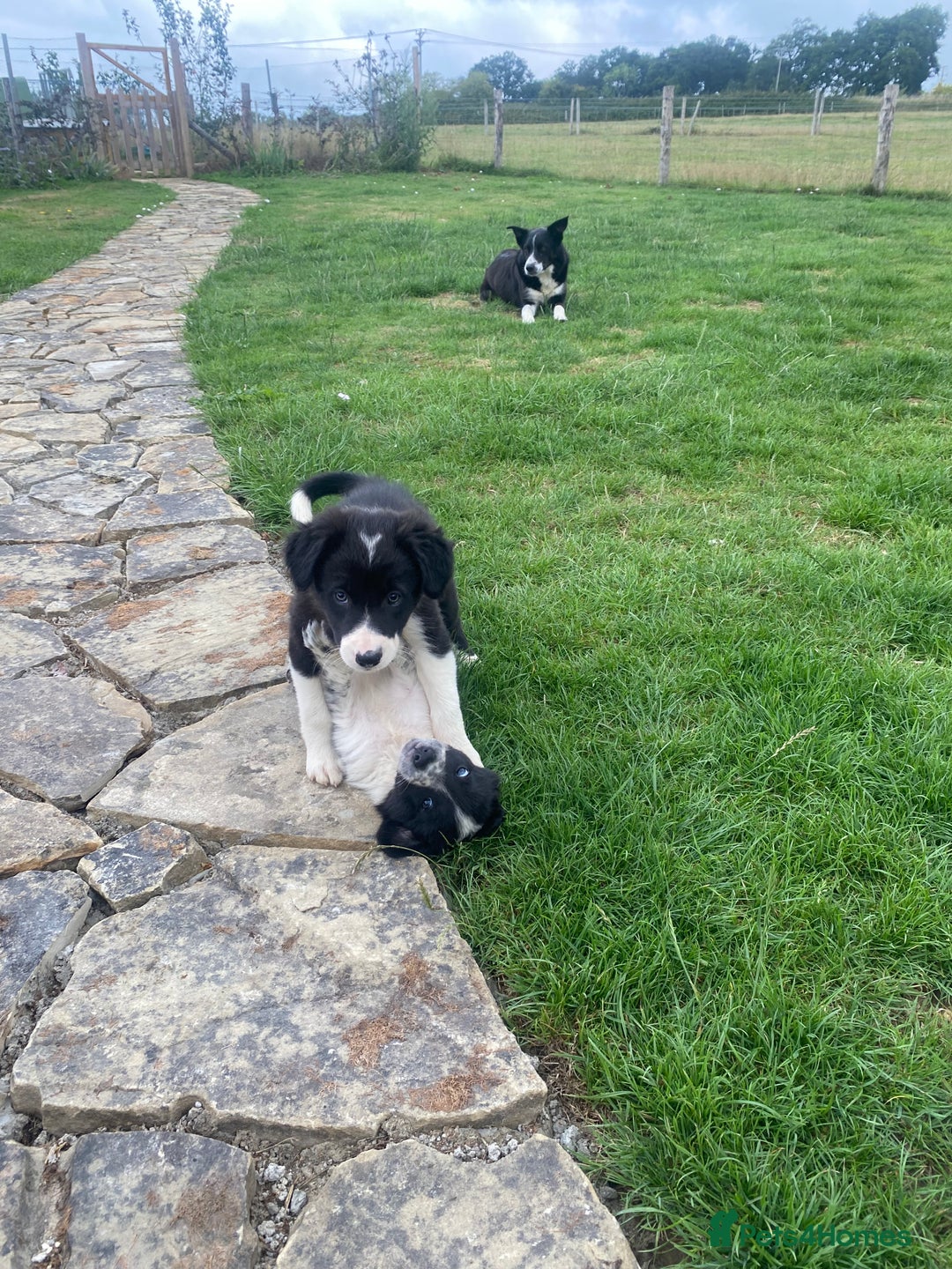 Border Collie dogs for sale: Border collie puppies  - Image 12