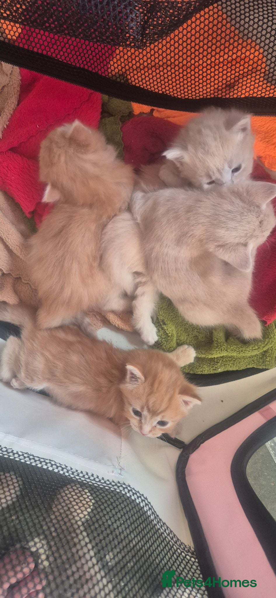 Maine Coon cats Mixed maine coon fluffy kittens  - Advert 1