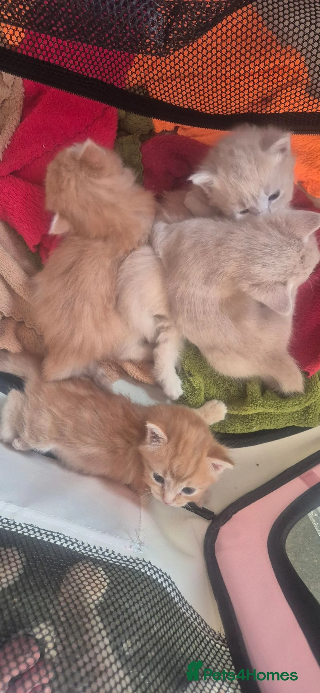 Maine Coon cats for sale: Mixed maine coon fluffy kittens  in Dudley - Advert 1
