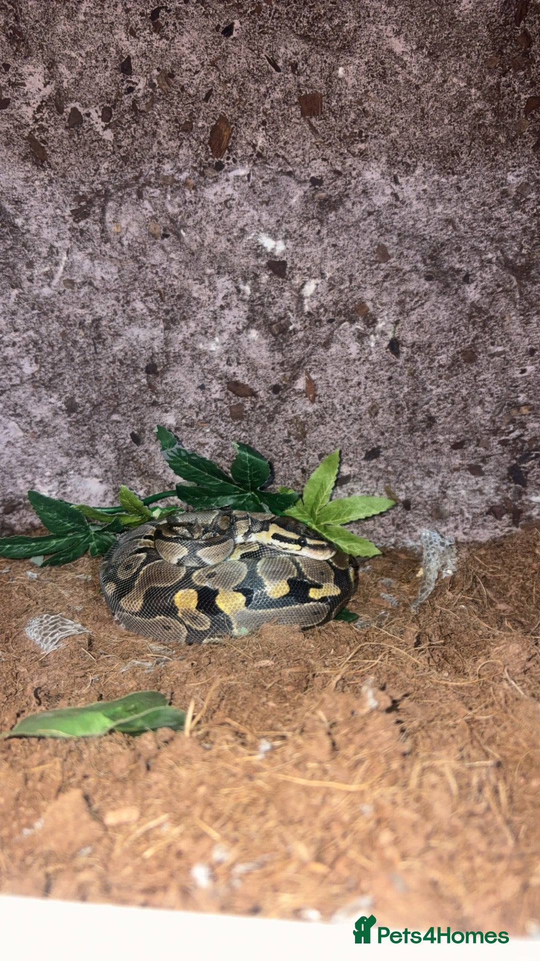 Python Snake reptiles Royal ball python for sale - Advert 9