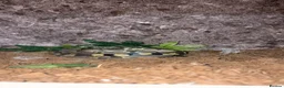 Python Snake reptiles for sale: Royal ball python for sale in Redditch - Advert 1