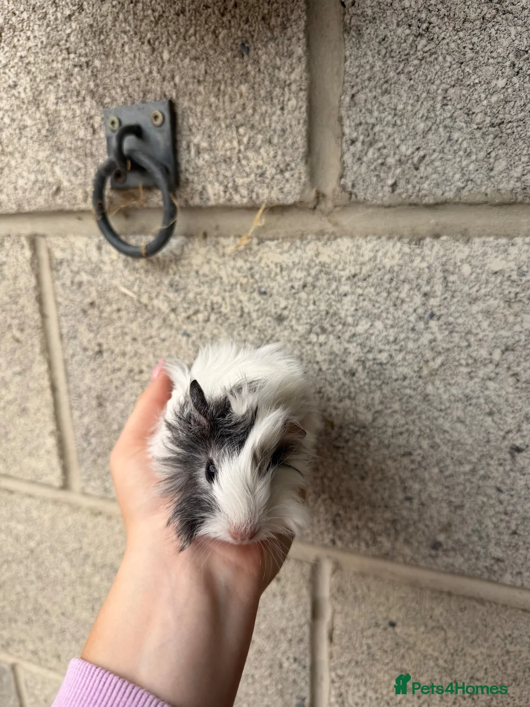 Guinea Pig rodents for sale: Three lunkarya boys looking for their new 🏡  in York - Advert 2