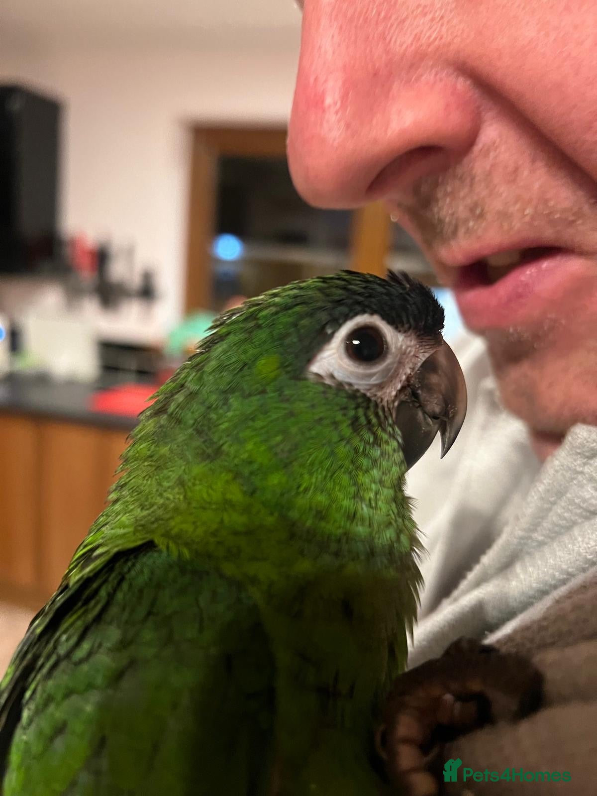 Macaws birds Hand reared silly tame hahns macaw  - Advert 2