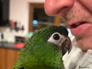 Macaws birds Hand reared silly tame hahns macaw - Advert 2