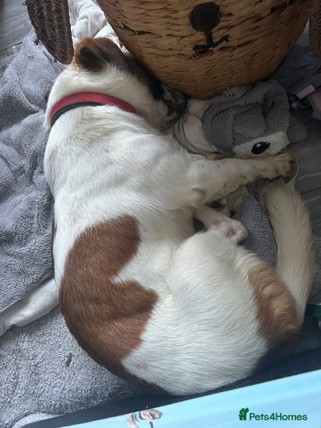 Mixed Breed dogs for adoption: Diego. Badersfield Norfolk  - Image 3