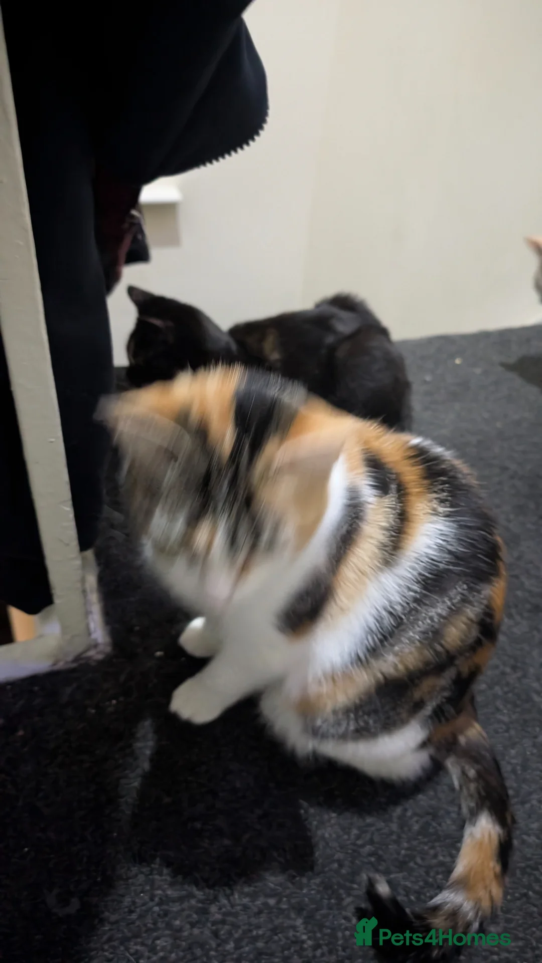 Abyssinian cats for sale: Cat and three kittens  - Advert 1