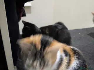 Abyssinian cats Cat and three kittens - Advert 1