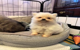 Pomeranian dogs for sale: Gorgeous Pomeranian puppies - Image 7