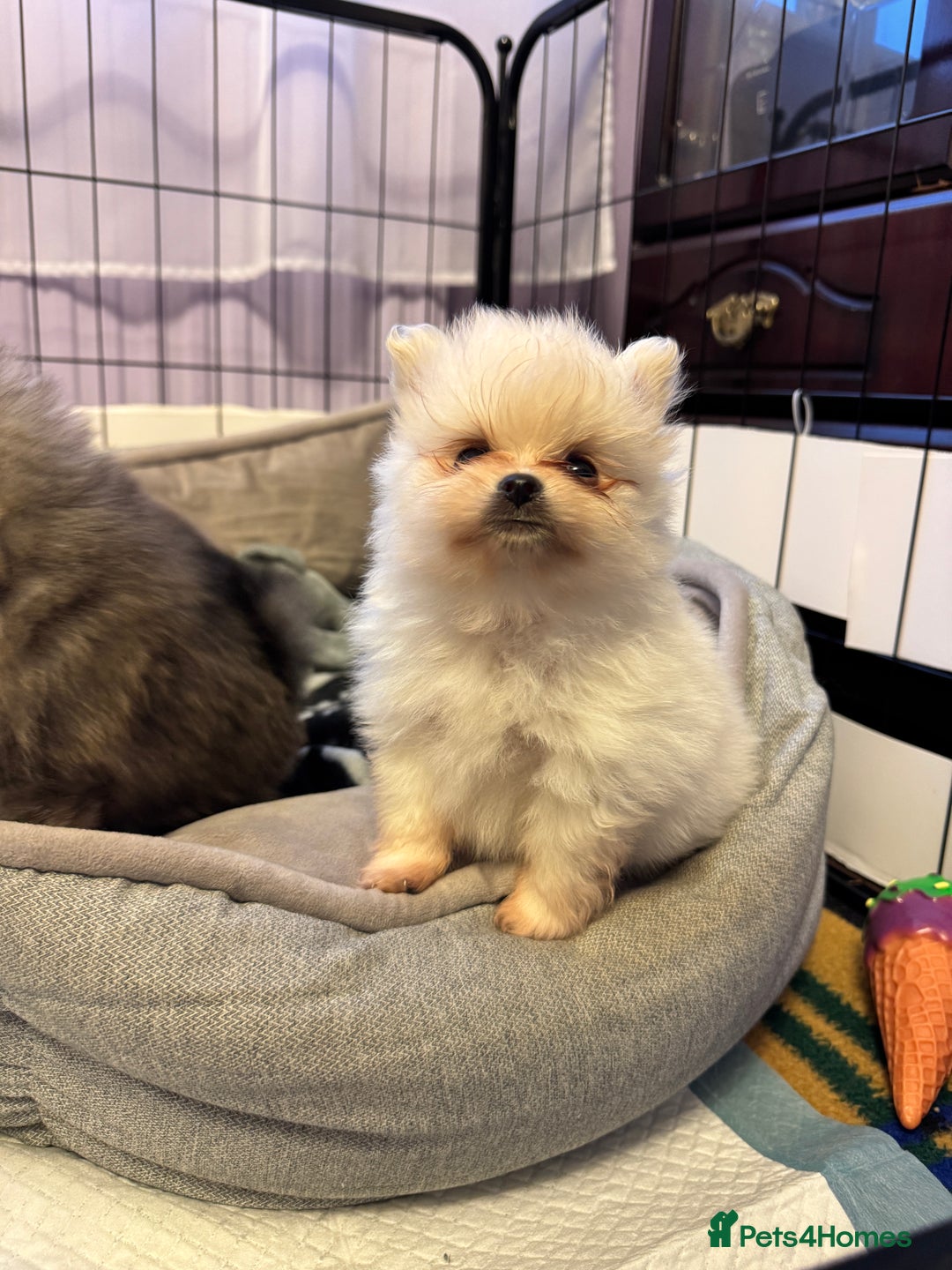 Pomeranian dogs for sale: Gorgeous Pomeranian puppies - Image 7