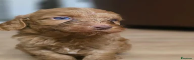 Cockapoo 4