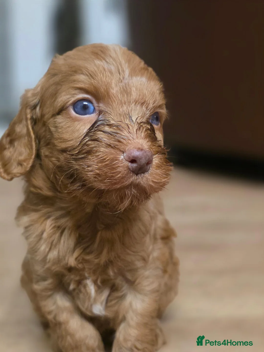 Cockapoo dogs for sale: Cockapoo puppies  - Advert 2
