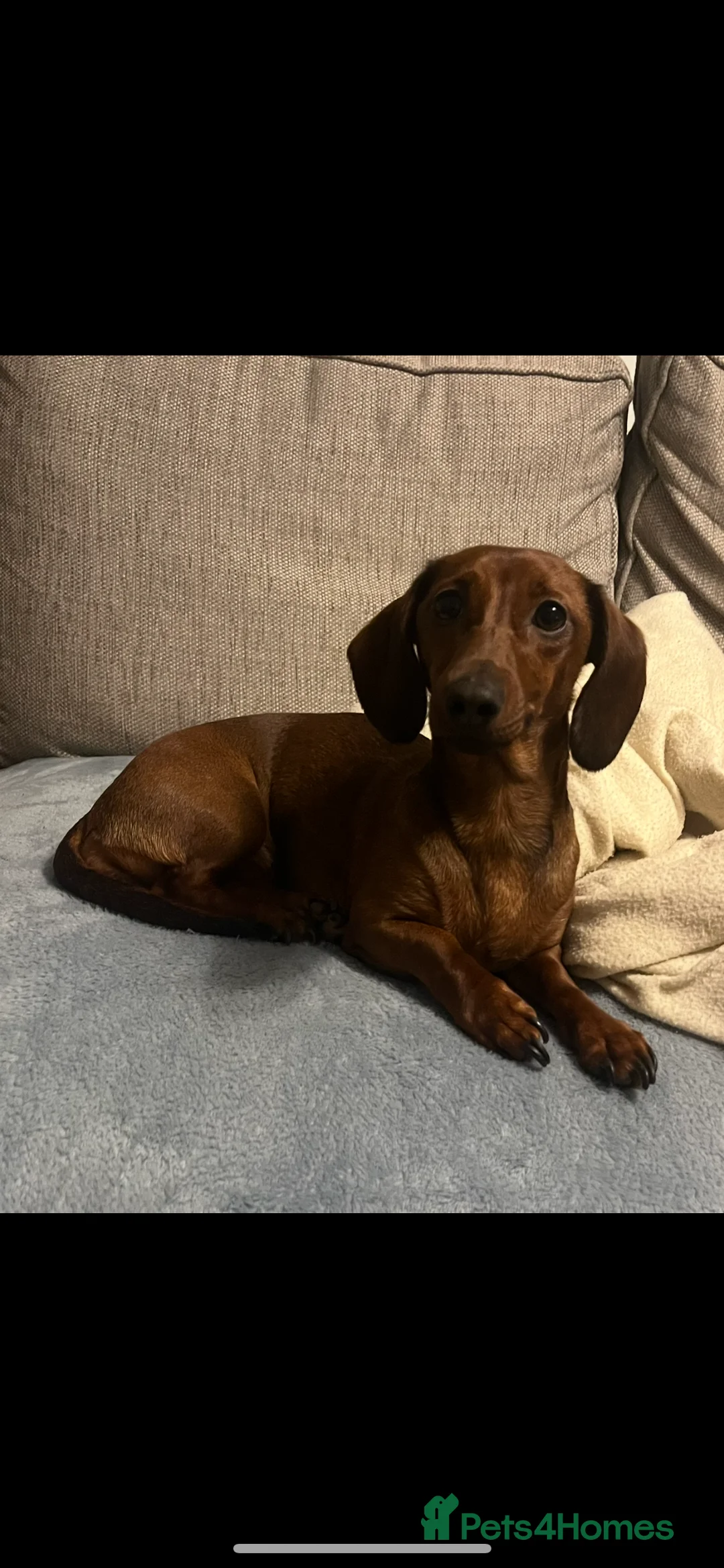 Dachshund dogs for sale: Red dachshund puppies  - Advert 26