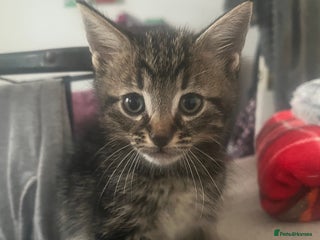 Mixed Breed cats - Advert 11